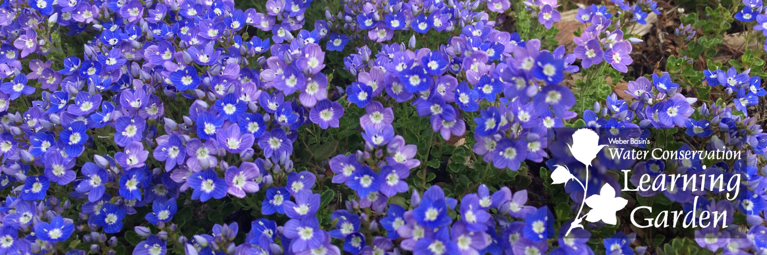 Image of Garden Flowers