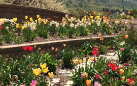 Image of a Flower Garden with path